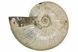 Silver Iridescent Ammonite (Cleoniceras) Fossil - Madagascar #260915-1